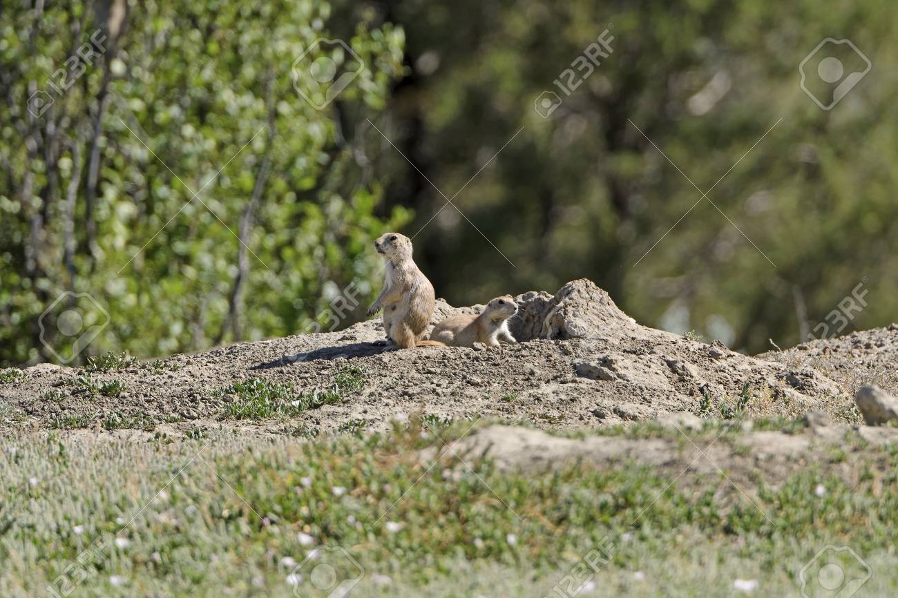 ノースダコタ州のセオドア ルーズベルト国立公園の展望に関する草原の犬 の写真素材 画像素材 Image