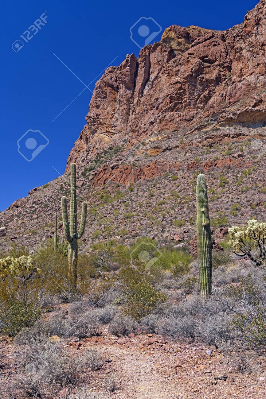 Cactus Below Soaring Desert Peaks In Organ Pipe Cactus National