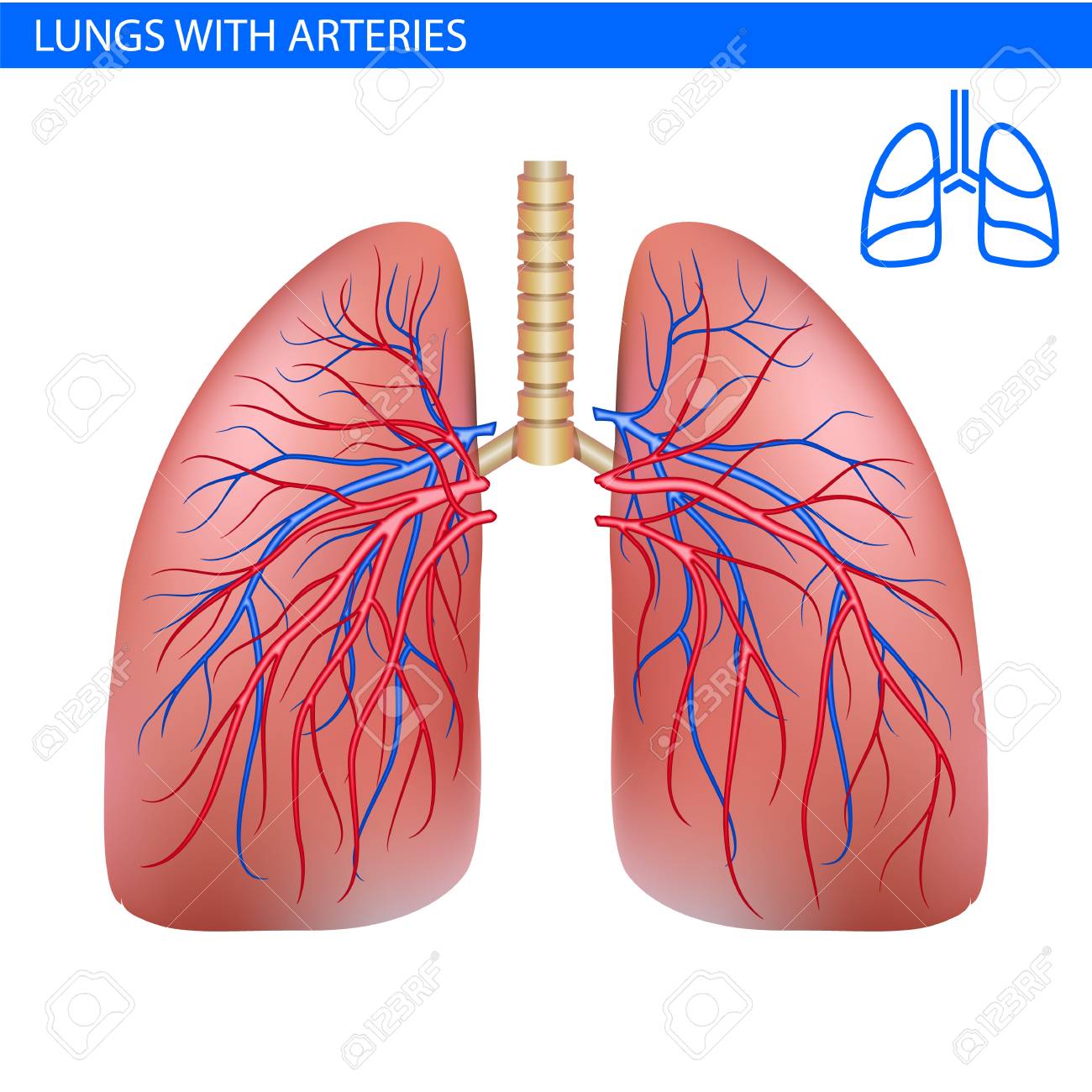 Anatomia Humana Dos Pulmoes Com Arteria Opiniao Dianteira Da Ilustracao Realistica De Sistema Circulatorio Em Detalhe Lunge Exercicio Pulmao Direito E Esquerdo Com Traqueia Pulmao Saudavel Sistema Respiratorio Ilustraciones Vectoriales Clip Art