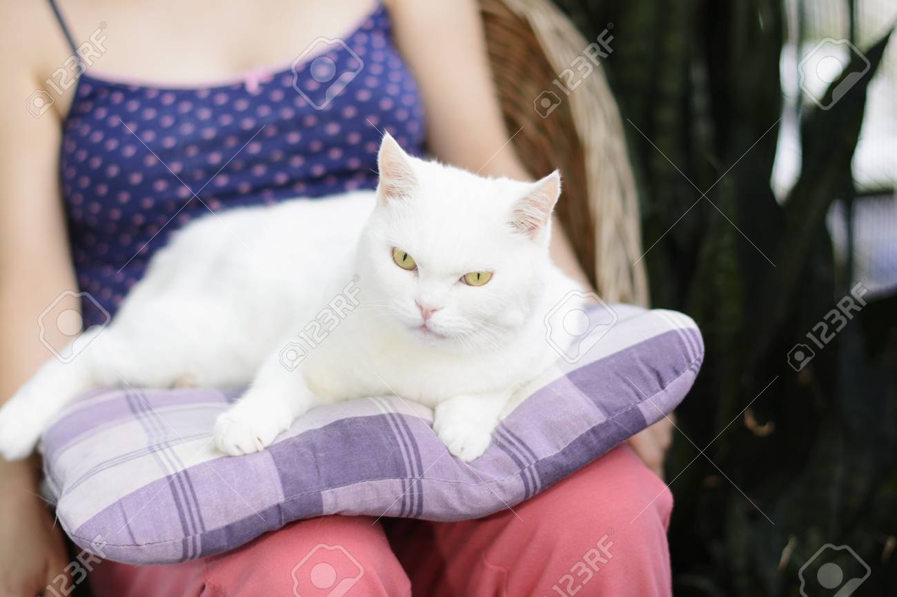 white cat pillow