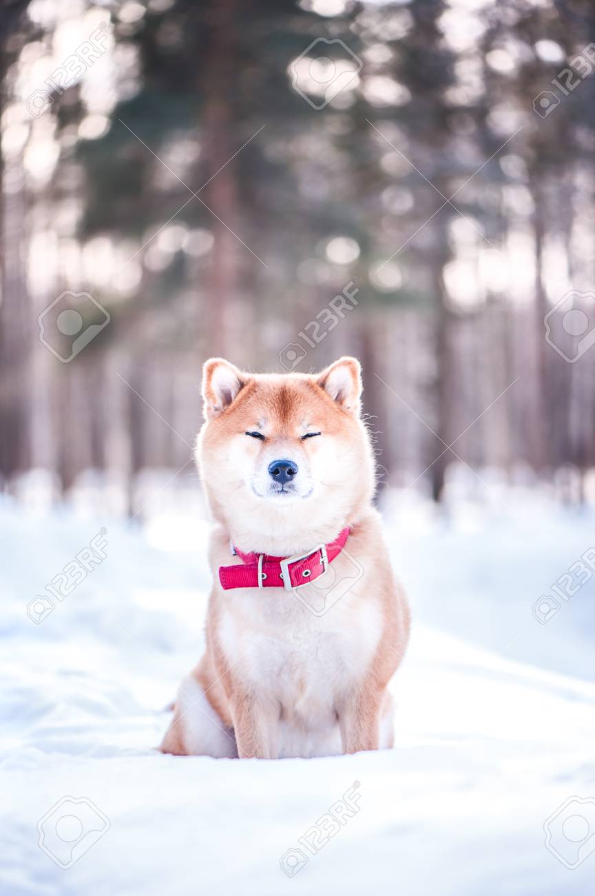 Dog Of The Shiba Inu Breed Sits On The Snow On A Beautiful Winter
