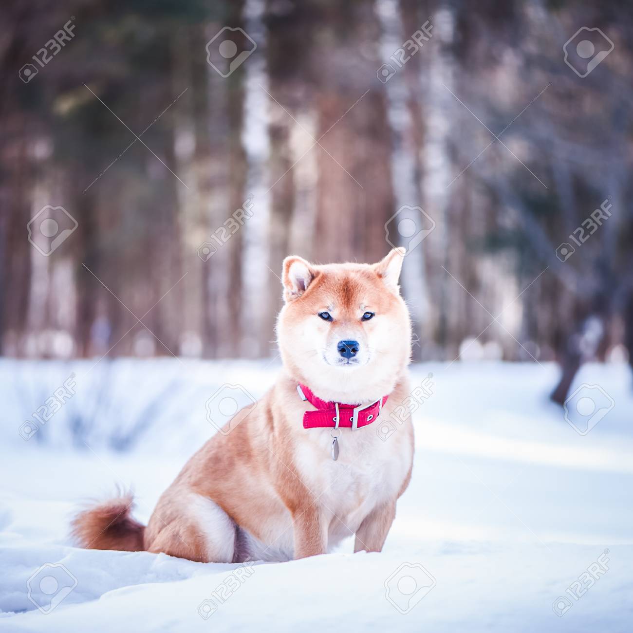 Dog Of The Shiba Inu Breed Sits On The Snow On A Beautiful Winter