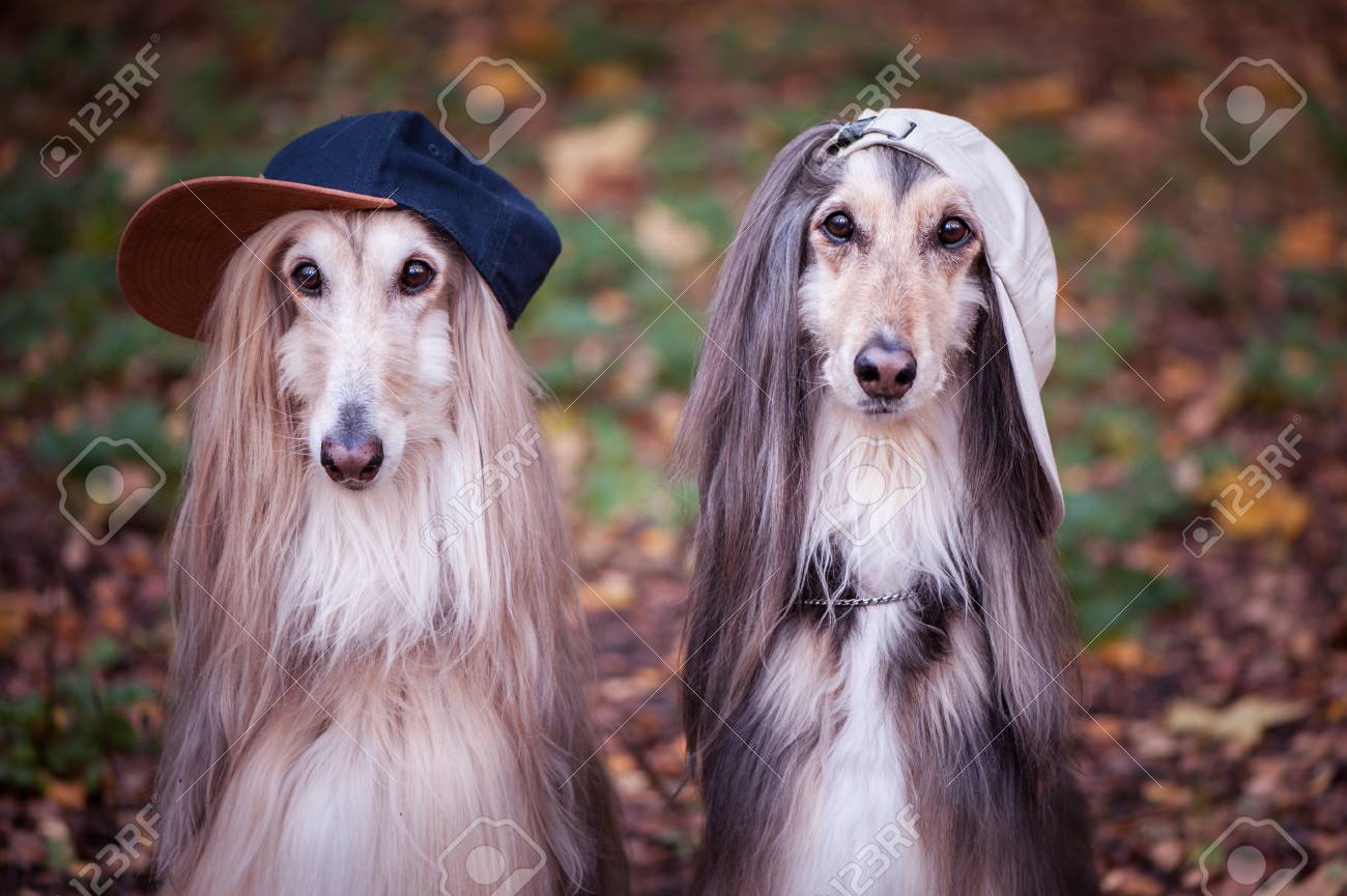 Dogs Afghan Hounds As Teenagers Rappers Dressed In Stylish - 