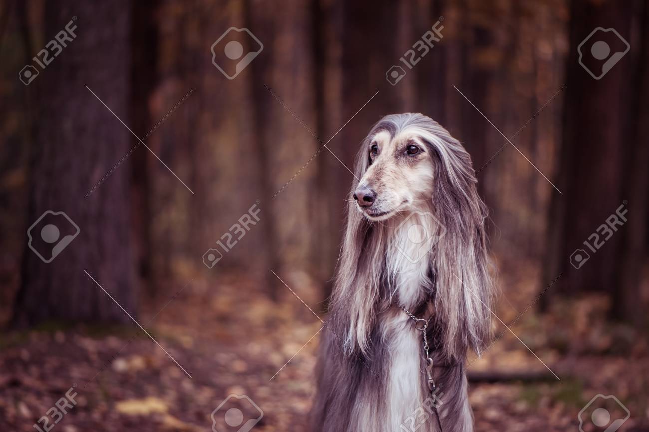 アフガンハウンド（リラックスポーズ） アフガンハウンド（リラックスポーズ❣️） 犬、秋の森の背景に対する