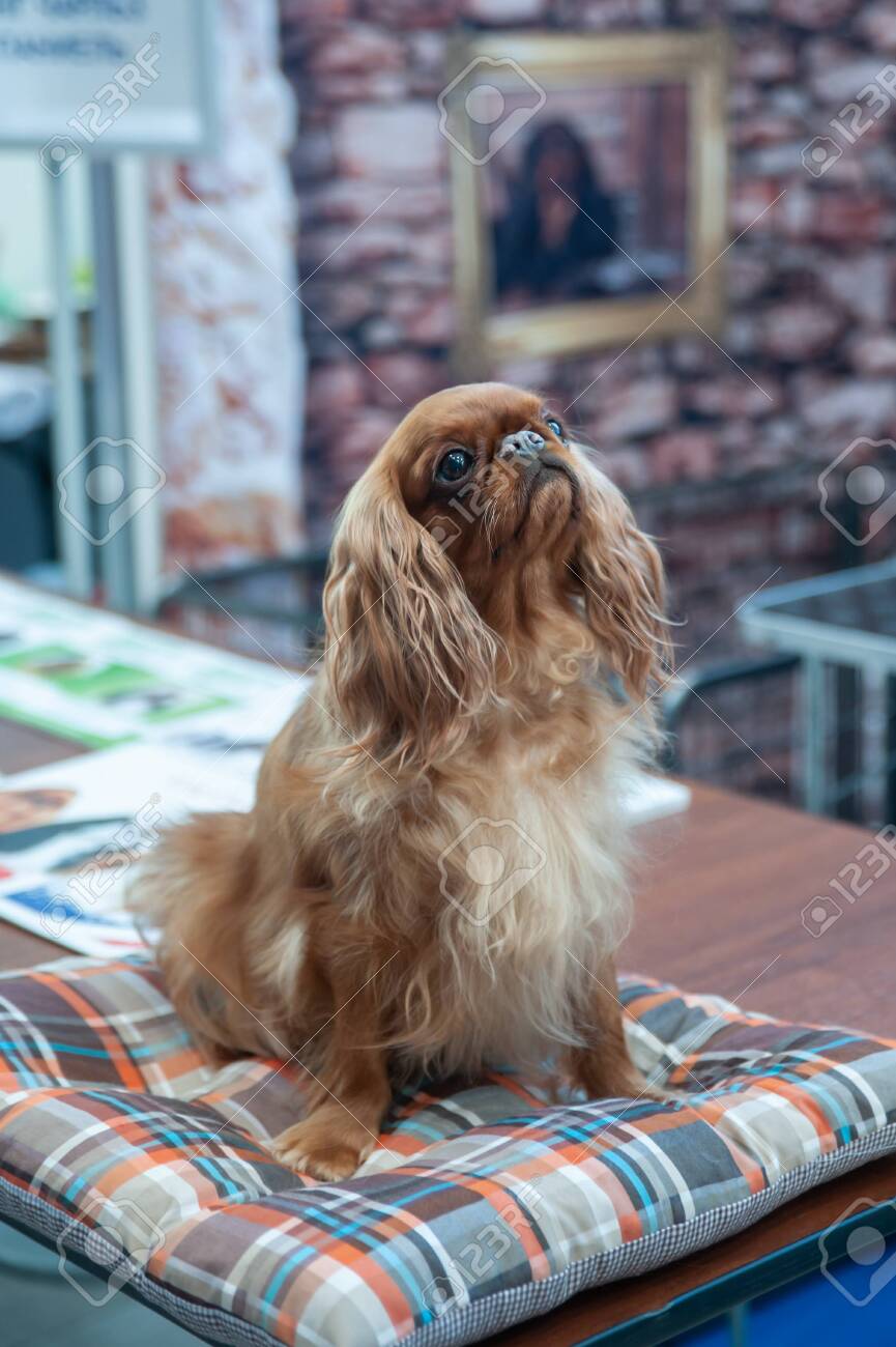 cavalier dog show