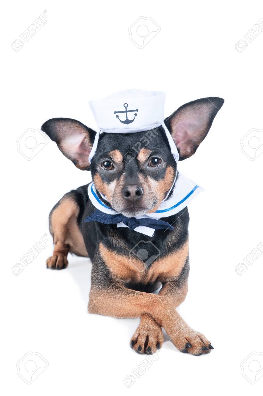 dog sailor suit