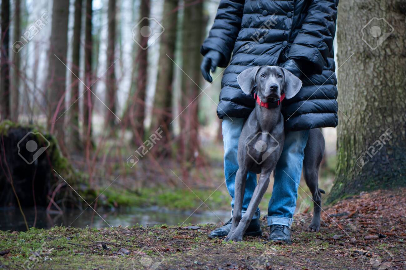 weimaraner whippet