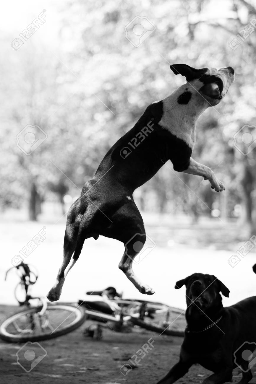 loja da pit bull em são paulo