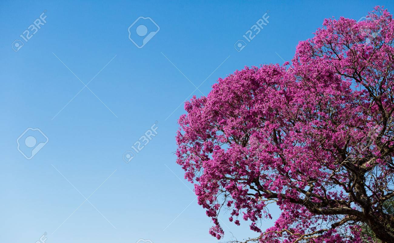 The Ipe Pink Is A Brazilian Tree. It Grows In The High Forest Watershed Of  The Paran Stock Photo, Picture and Royalty Free Image. Image 64589721.