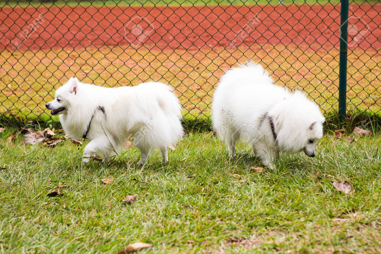 Le Chien Eskimo Américain Est Une Race De Chien De Compagnie Originaire Dallemagne Lesquimau Américain Est Membre De La Famille Spitz