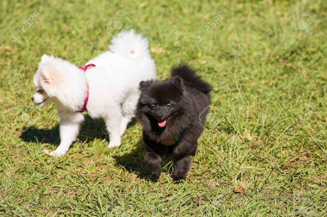 black german spitz dog