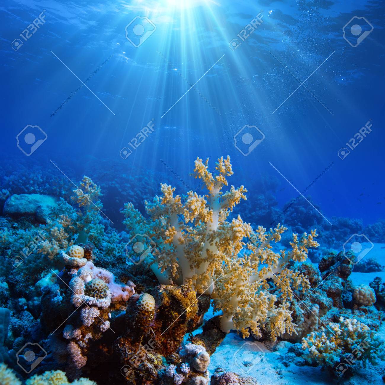 ocean underwater coral reef