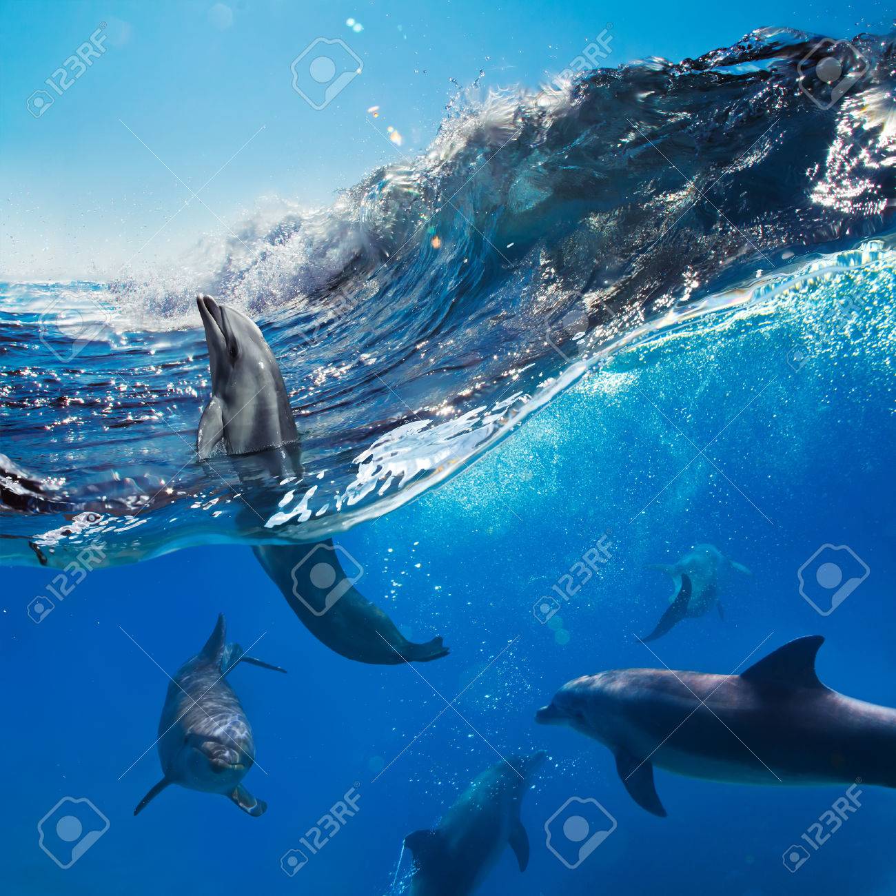 日光とオーシャン ビュー 水中を泳ぐイルカの遊び 一人の群れが大きな海サーフィン波から飛び出し の写真素材 画像素材 Image