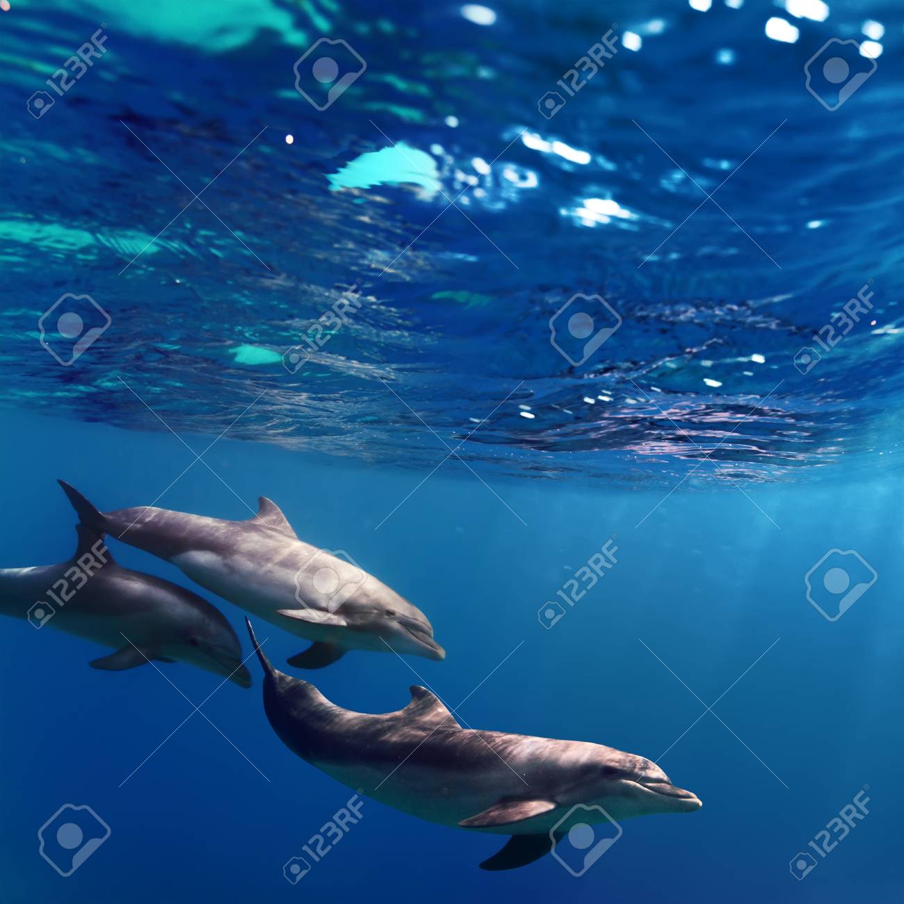 A Small Pod Of Dolphins Playing In Sunrays Underwater Stock Photo, Picture  and Royalty Free Image. Image 60889893., image size:1300x1300