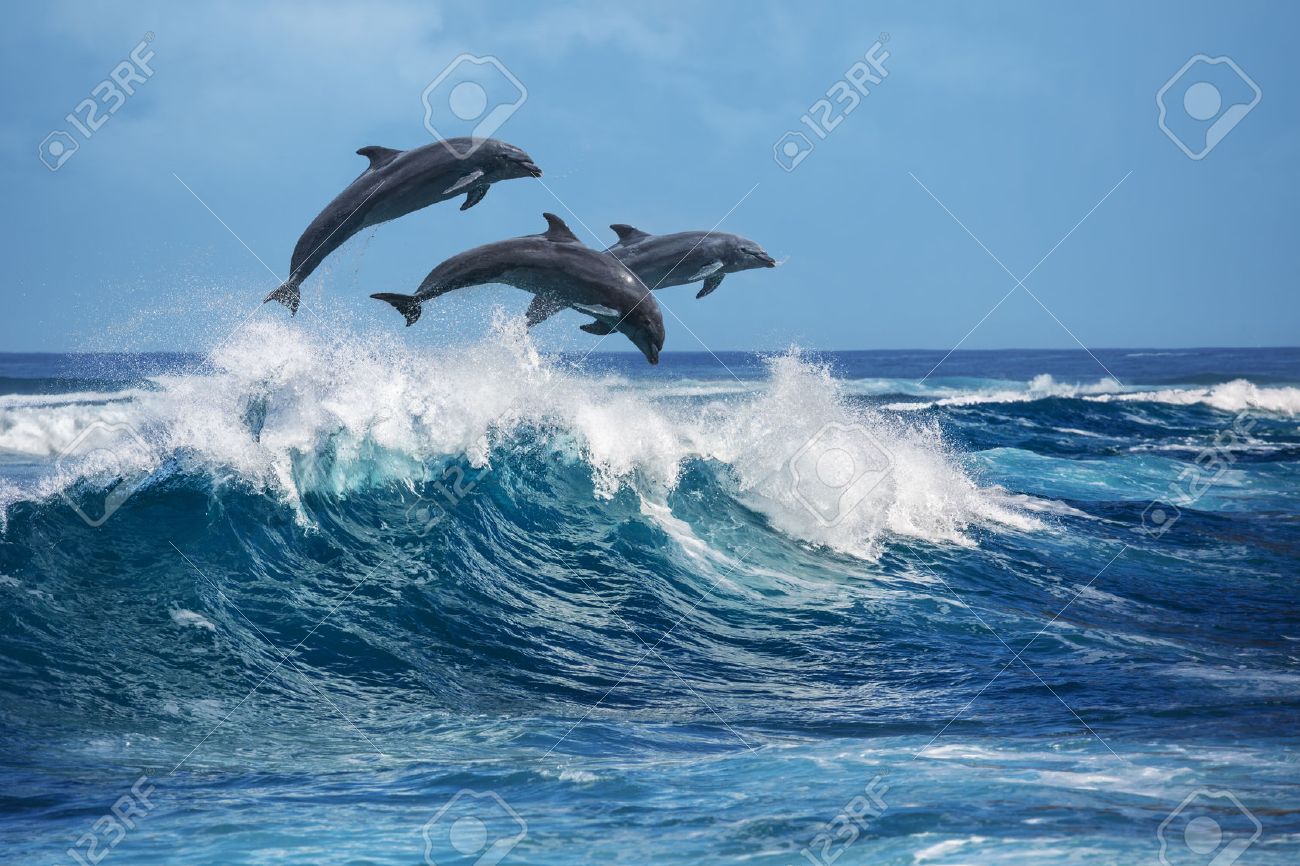Three beautiful dolphins jumping over breaking waves. Hawaii Pacific Ocean wildlife scenery. Marine animals in natural habitat. - 60890534 Three beautiful dolphins jumping over breaking waves. Hawaii Pacific Ocean wildlife scenery. Marine animals in natural habitat. - 60890534