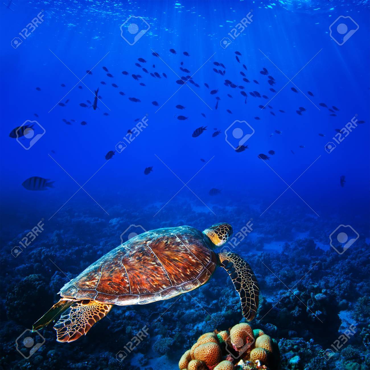 海の海亀の水泳の日差しを水中で魚の群れの前でディープ ブルー の写真素材 画像素材 Image