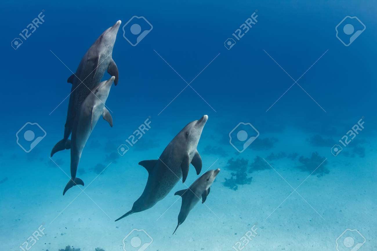 A Dolphins Family Pod Of Four Animals With Baby Dolphin That Stock Photo Picture And Royalty Free Image Image A Dolphins Family Pod Of Four Animals With Baby Dolphin That Stock Photo Picture And Royalty Free Image Image