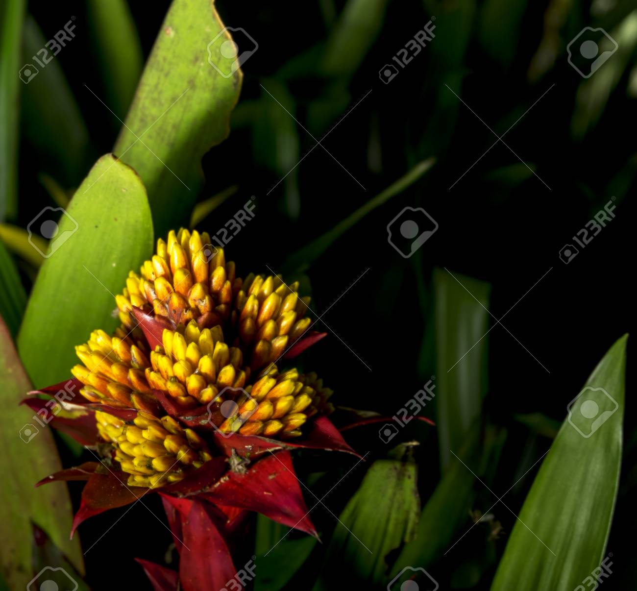 etiam-dictum-ipsum-a-felis