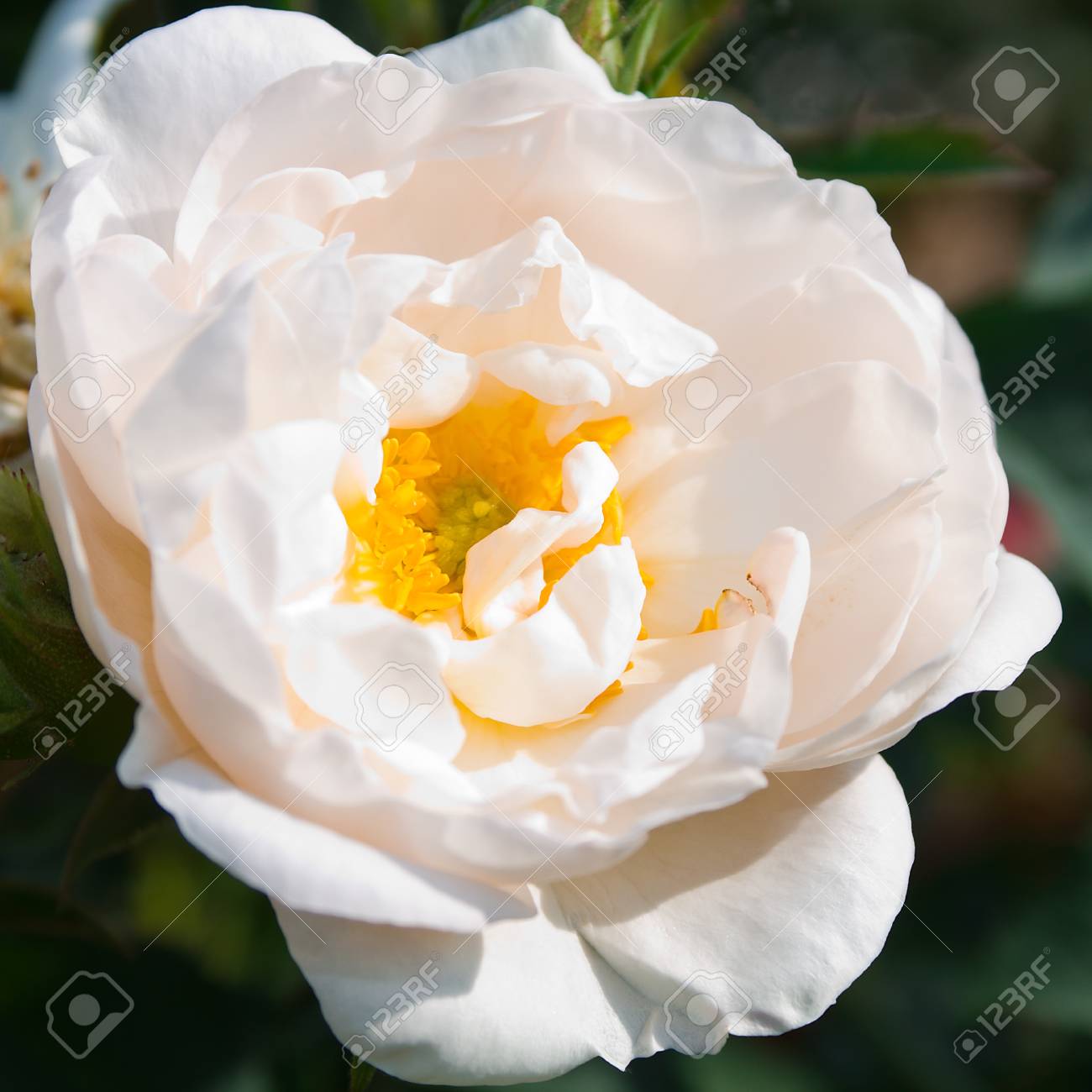 Communication on this topic: Rose Alba, rose-alba/ Communication on this topic: Elizabeth Keener, rose-alba/