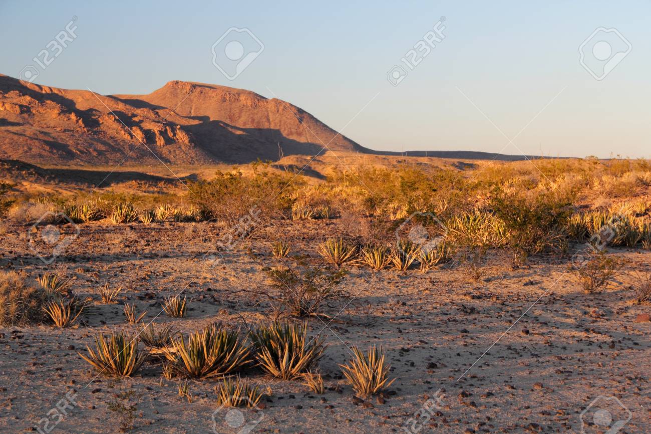 洋書◇テキサス写真集 本 景色 自然 風景 アメリカ テキサス州の自然