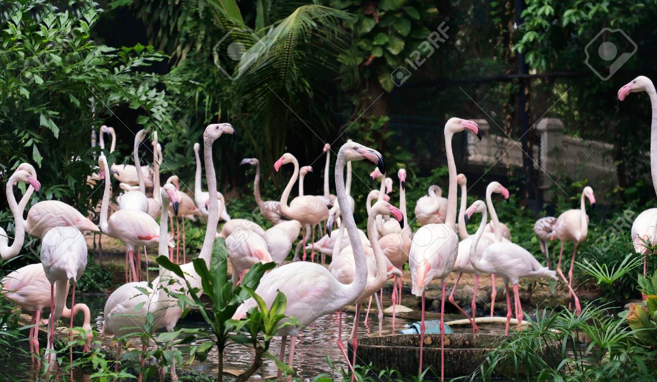 Portrait Of Flamingo Bird In Farm Stock Photo Picture And Royalty Free Image Image 50057702 123rf com