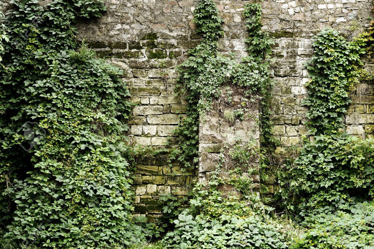レトロなスタイルの蔦が生い茂った石壁 の写真素材 画像素材 Image