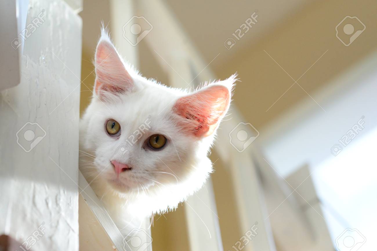 Yeux Jaunes Chat Blanc Se Demande Et Regarde Quelque Chose Derrière La Lumière Du Soleil Avec Fond Blanc Crème