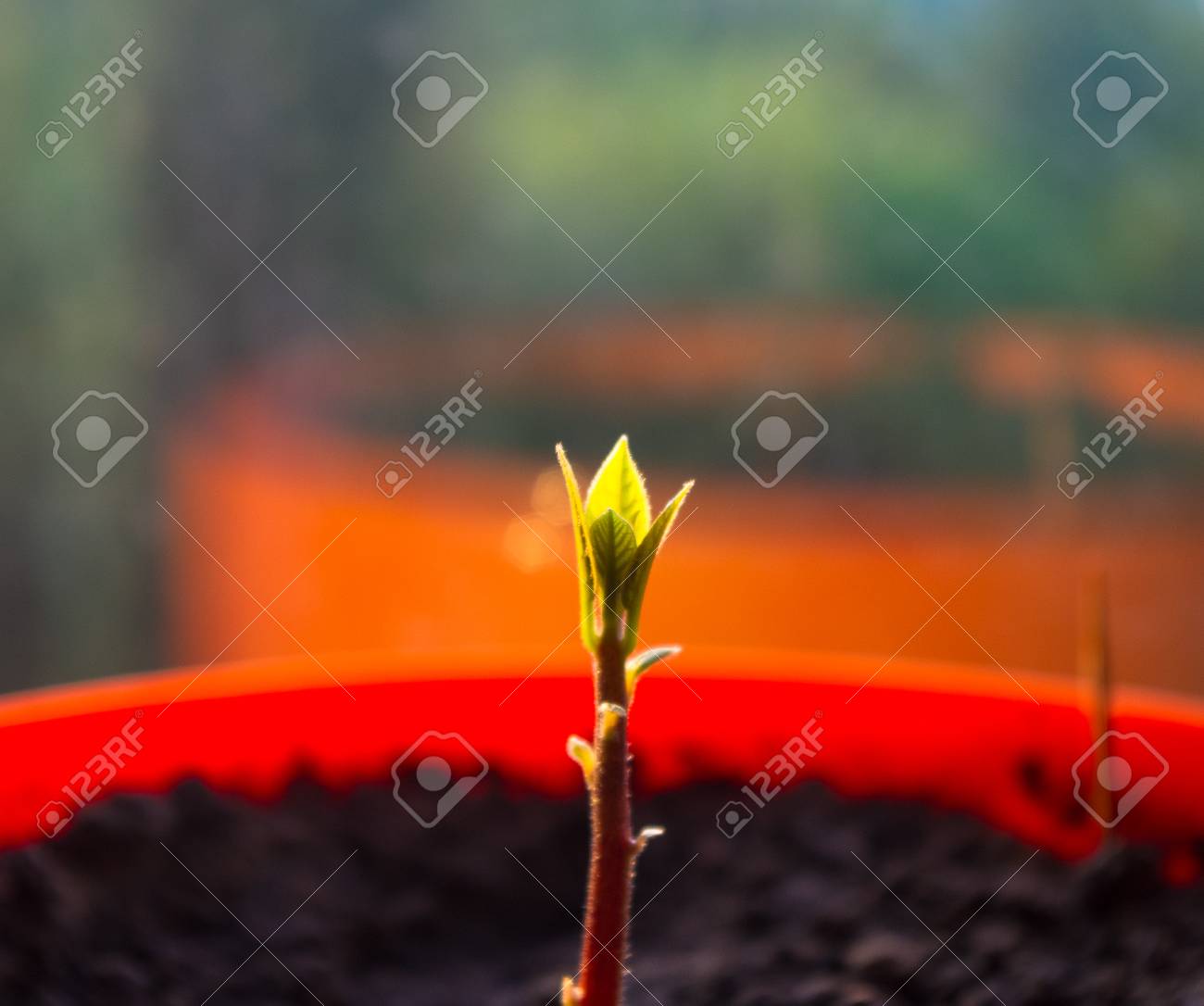 窓に赤い花鍋に少しもやしアボカド タブノキの Gratissima のマクロ の写真素材 画像素材 Image