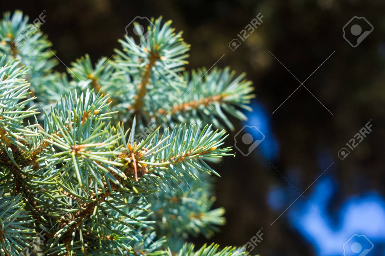 クリスマス壁紙のコンセプトをすぐ ブランチ ツリー緑のふわふわモミ の写真素材 画像素材 Image クリスマス壁紙のコンセプトをすぐ ブランチ ツリー緑のふわふわモミ の写真素材 画像素材 Image
