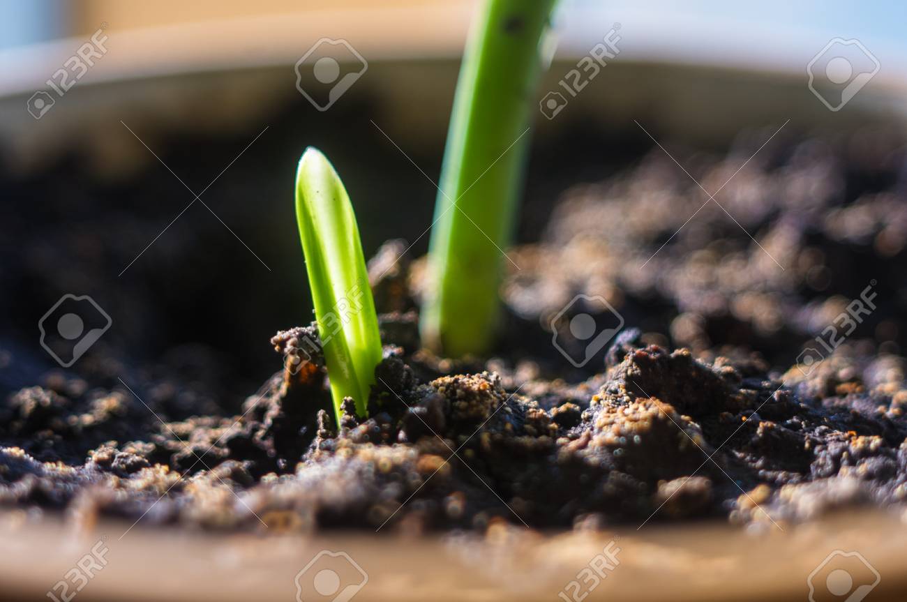 日光の下で若い植物の成長の小さな小さな緑の芽 の写真素材 画像素材 Image