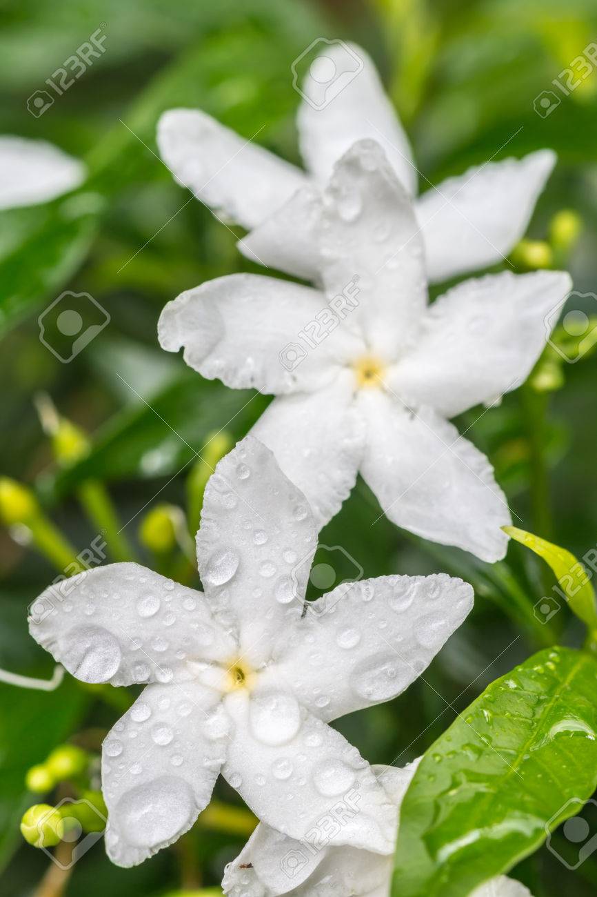 White Flower White Sampaguita Jasmine Or Arabian Jasmine With Water Droplets And Natural Blurred Background Macro Thailand Stock Photo Picture And Royalty Free Image Image