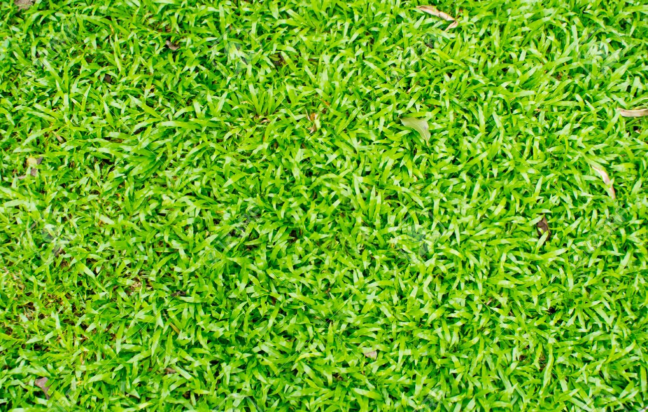 Die Schone Grune Gras Feld Hintergrund Lizenzfreie Fotos Bilder Und Stock Fotografie Image