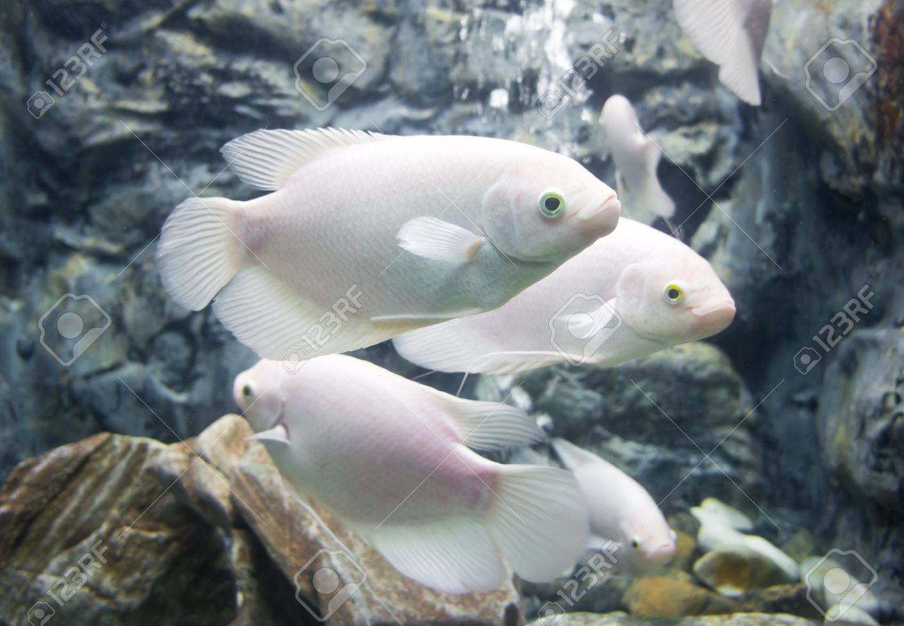 Giant white fish Clearance