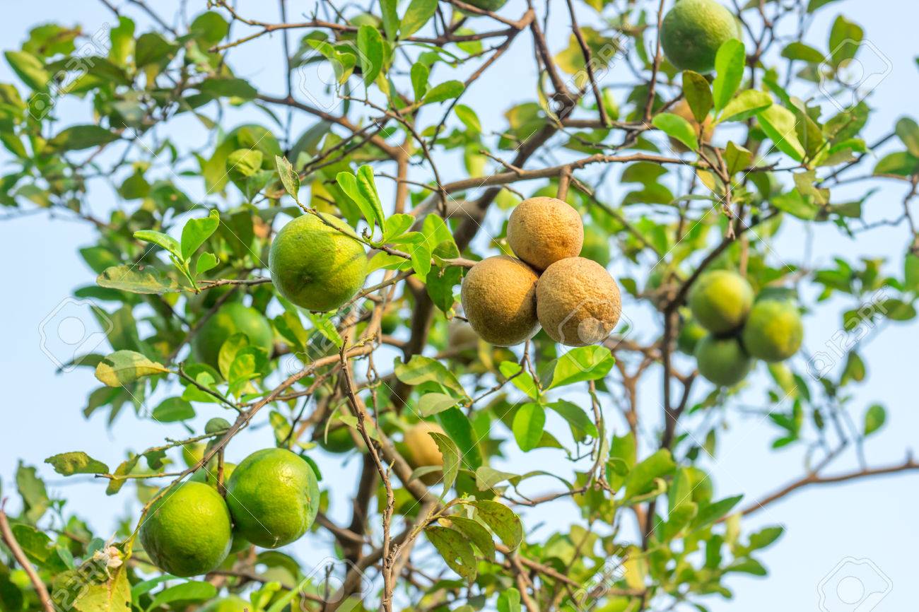 植物の病気 レモンの柑橘類の潰瘍 の写真素材 画像素材 Image 21