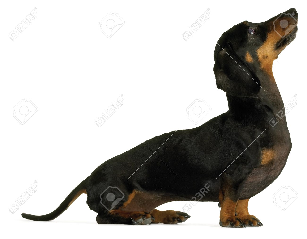 dachshund sausage