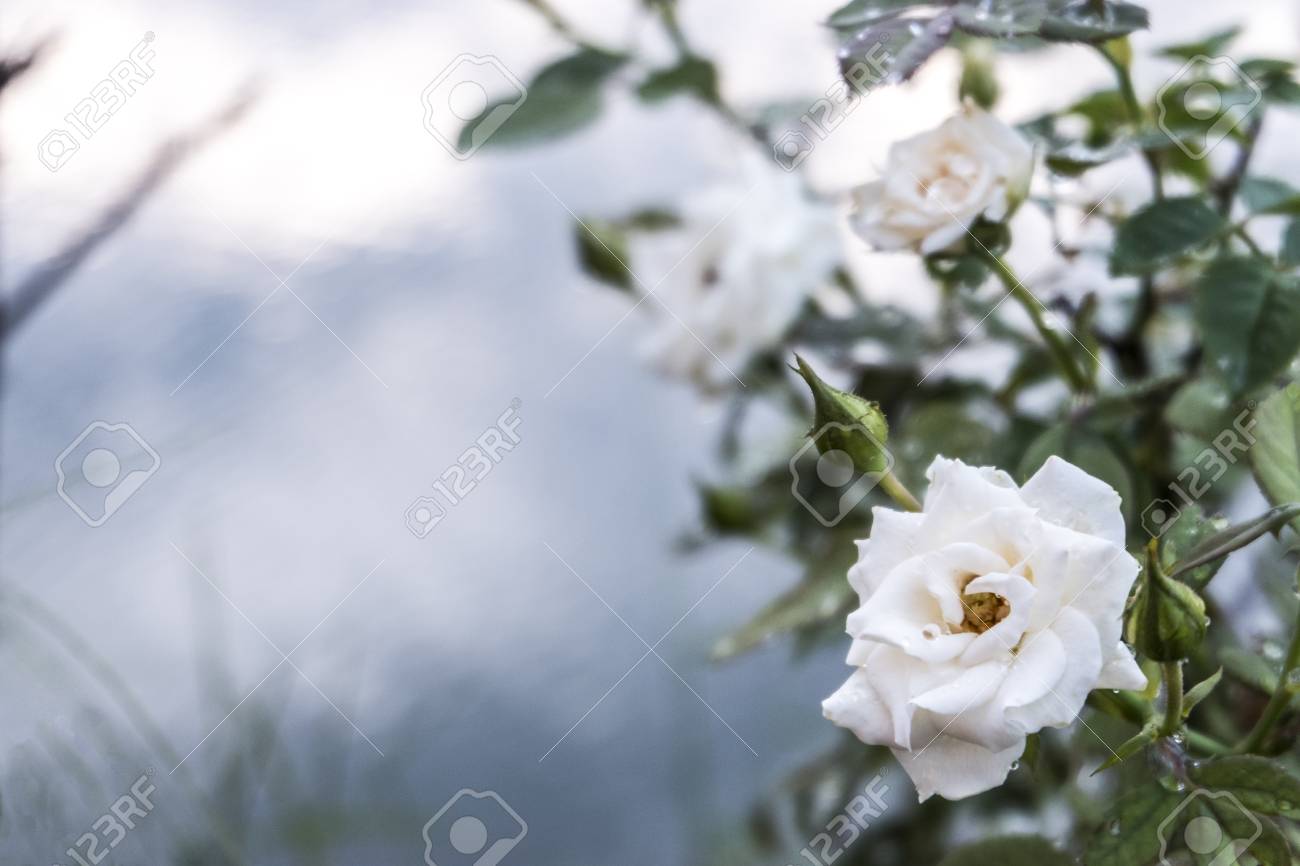 White Rose Flower With Blurred Water In Lake Background Stock Photo,  Picture and Royalty Free Image. Image 94217168., image size:1300x866