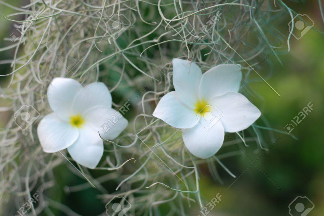 Pagoda Tree Flowers And Spanish Moss Stock Photo, Picture And Royalty Free  Image. Image 16922701.