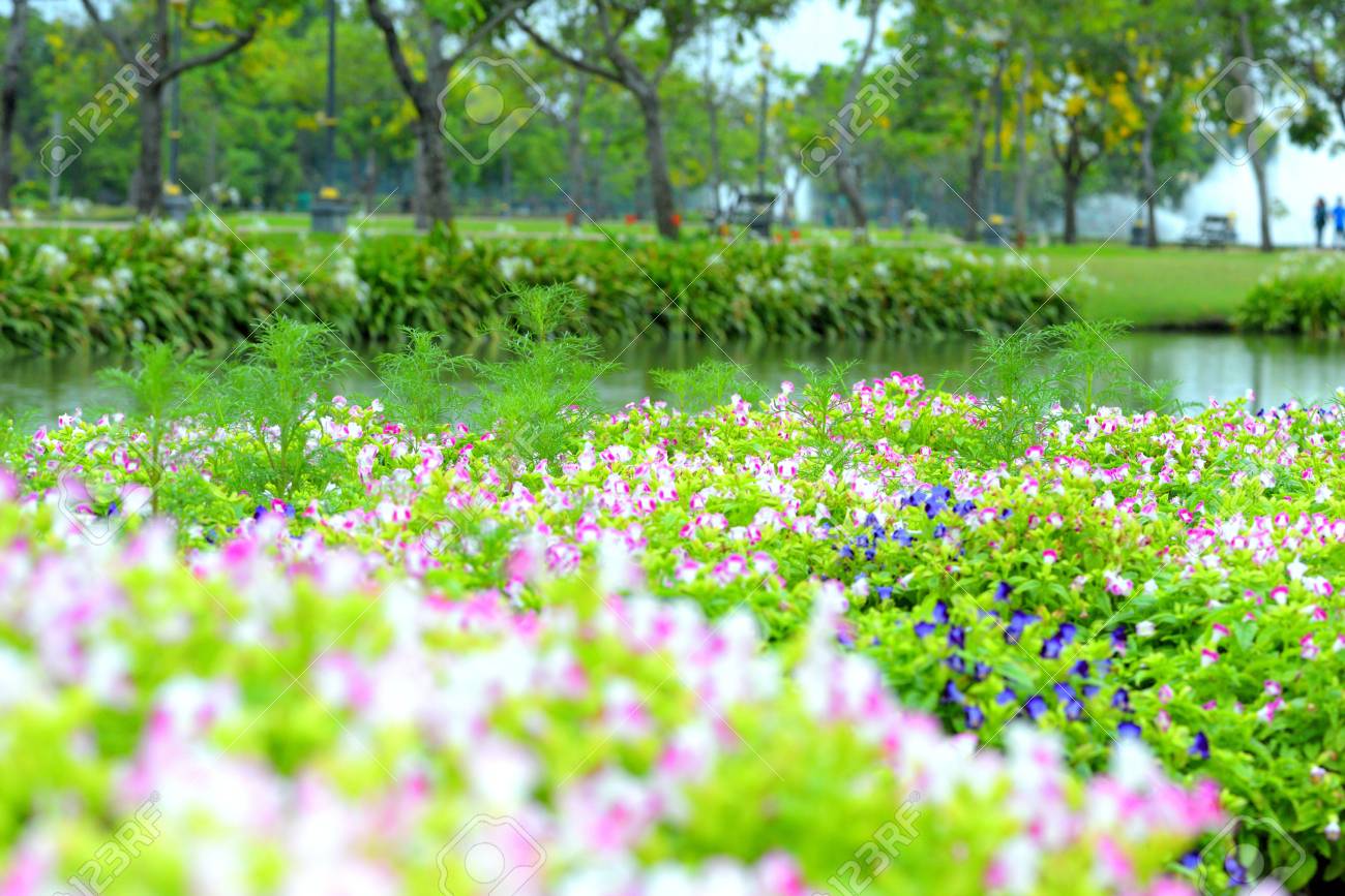 pretty nature backgrounds flower pretty nature backgrounds flower