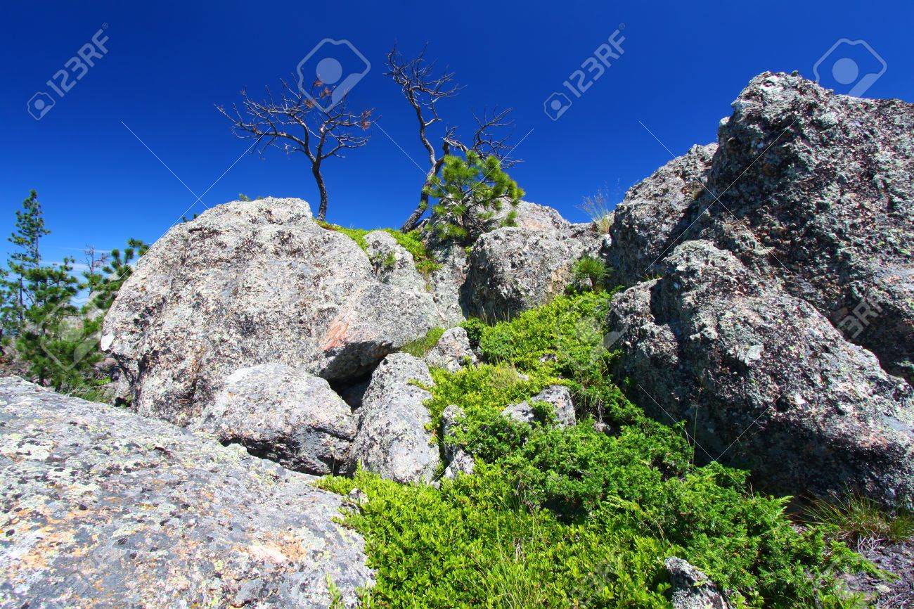Large Boulders Dominate The Landscape Of The Black Hills National Forest In  South Dakota Stock Photo, Picture and Royalty Free Image. Image 11788766., image size:1300x866