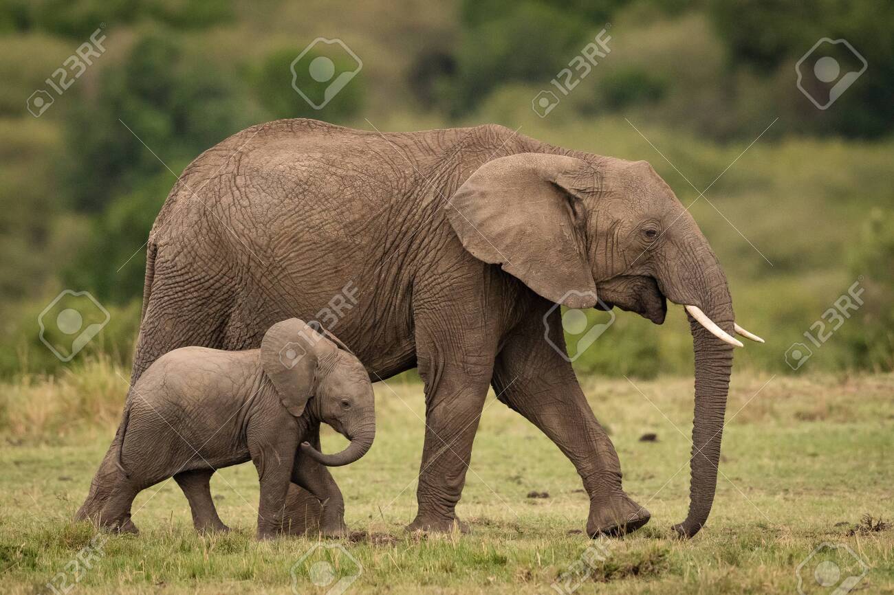 Baby Elephant Walking Near Its Mother With A Blurred Background Stock Photo Picture And Royalty Free Image Image