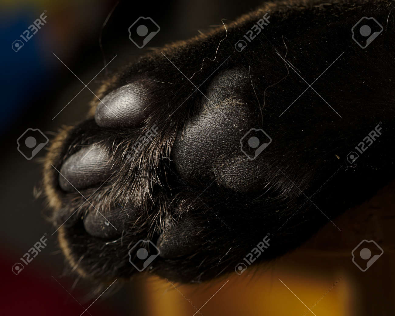 etiam-dictum-ipsum-a-felis