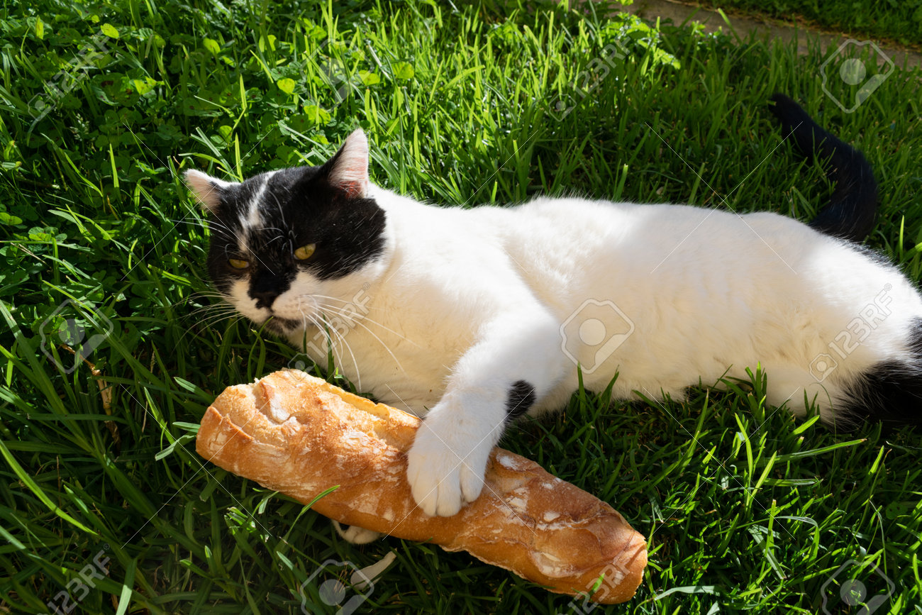 cat baguette