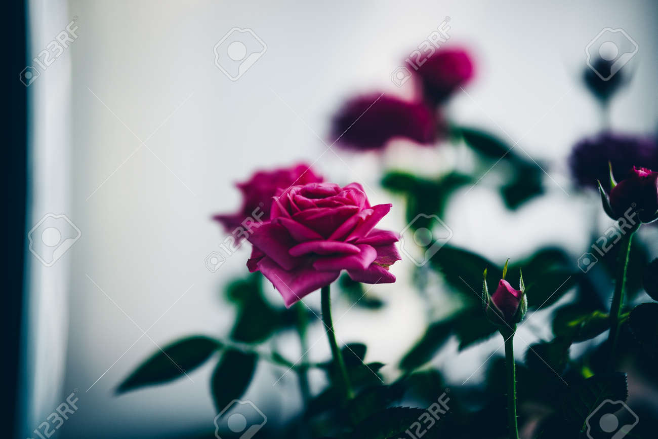 etiam-dictum-ipsum-a-felis