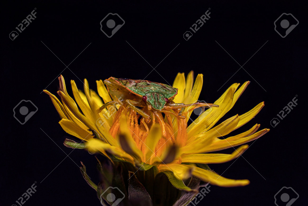 etiam-dictum-ipsum-a-felis