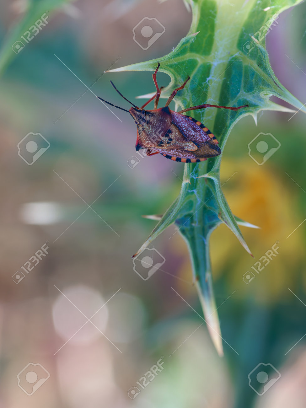 etiam-dictum-ipsum-a-felis