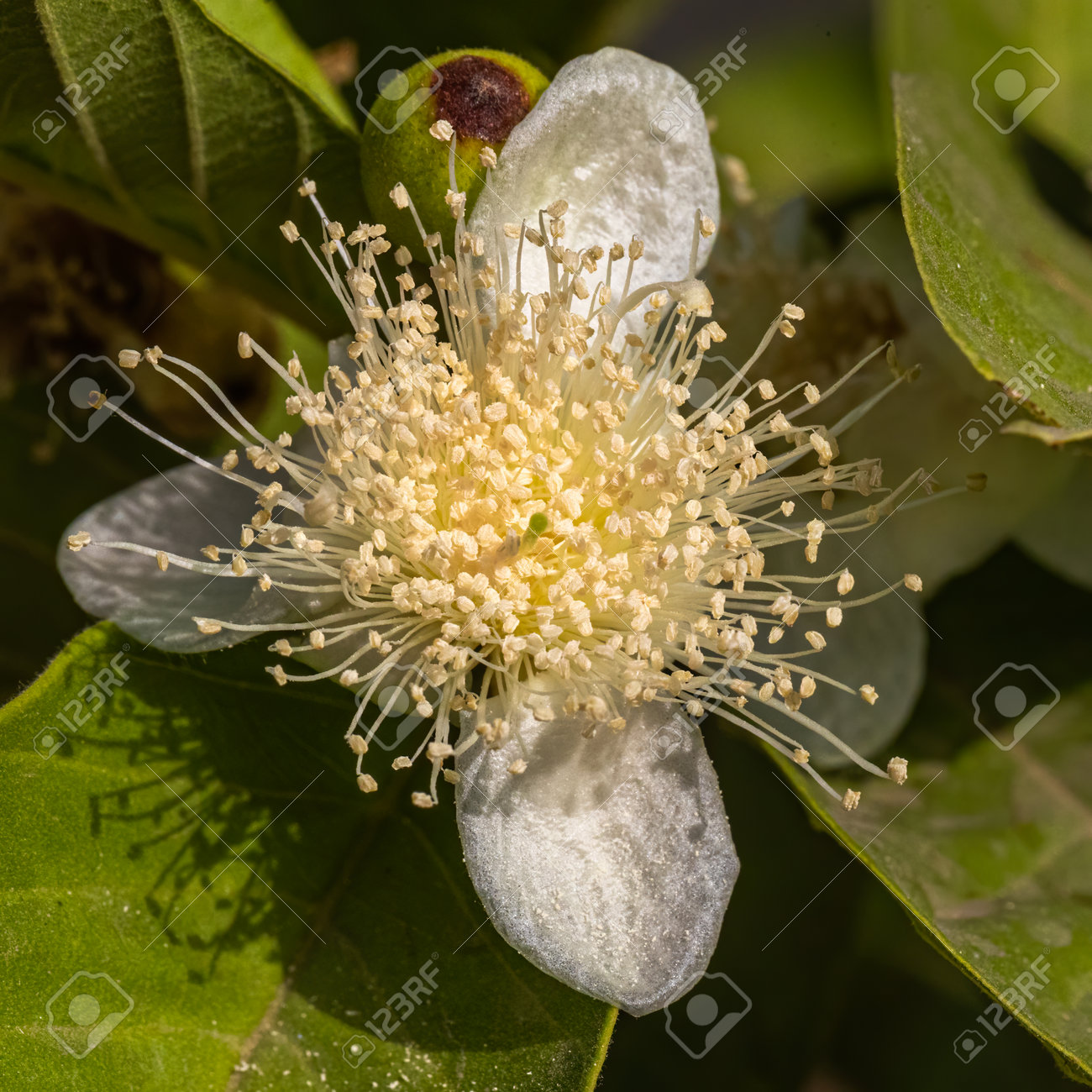 etiam-dictum-ipsum-a-felis