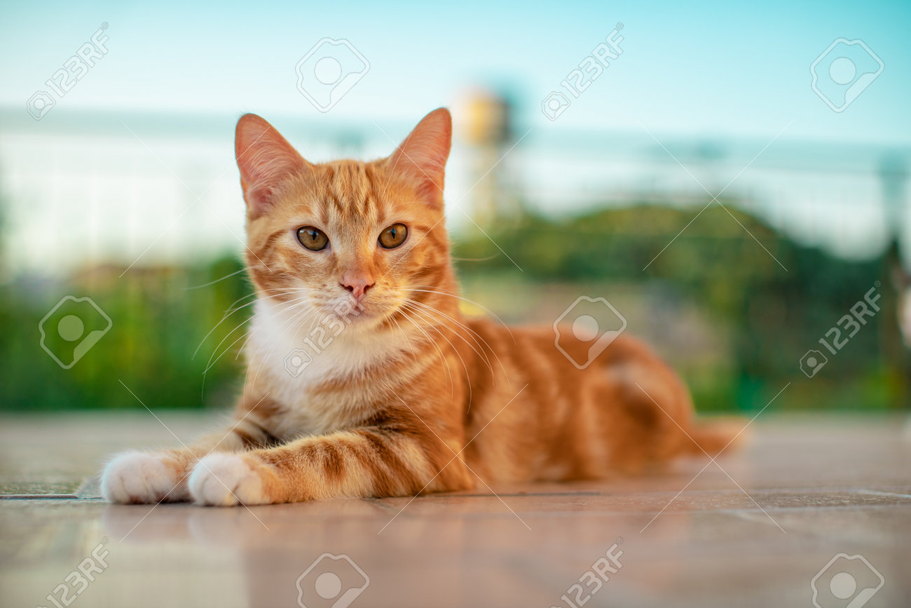 etiam-dictum-ipsum-a-felis