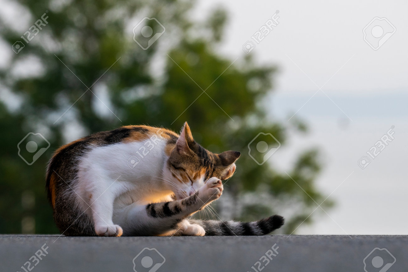 etiam-dictum-ipsum-a-felis