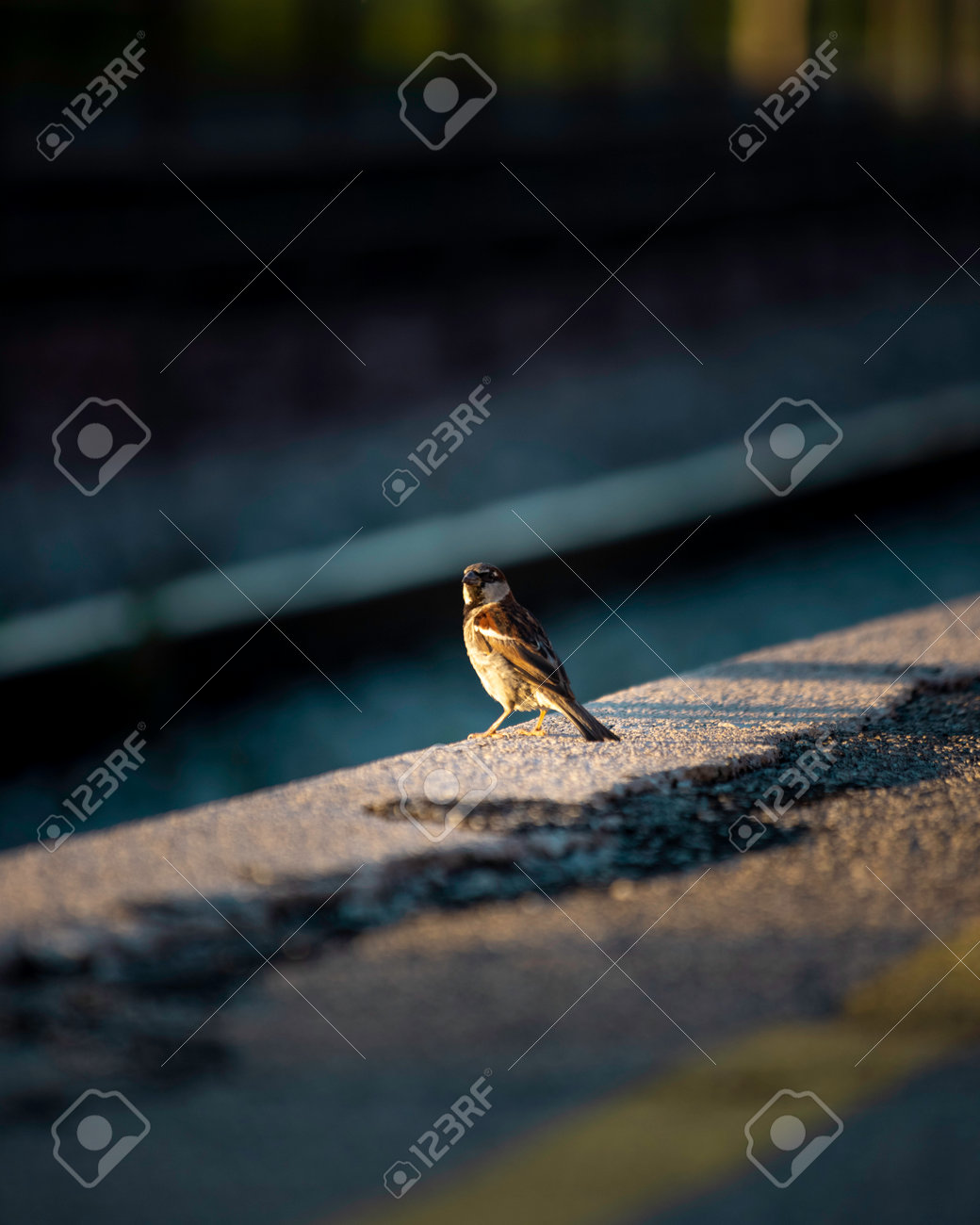 etiam-dictum-ipsum-a-felis