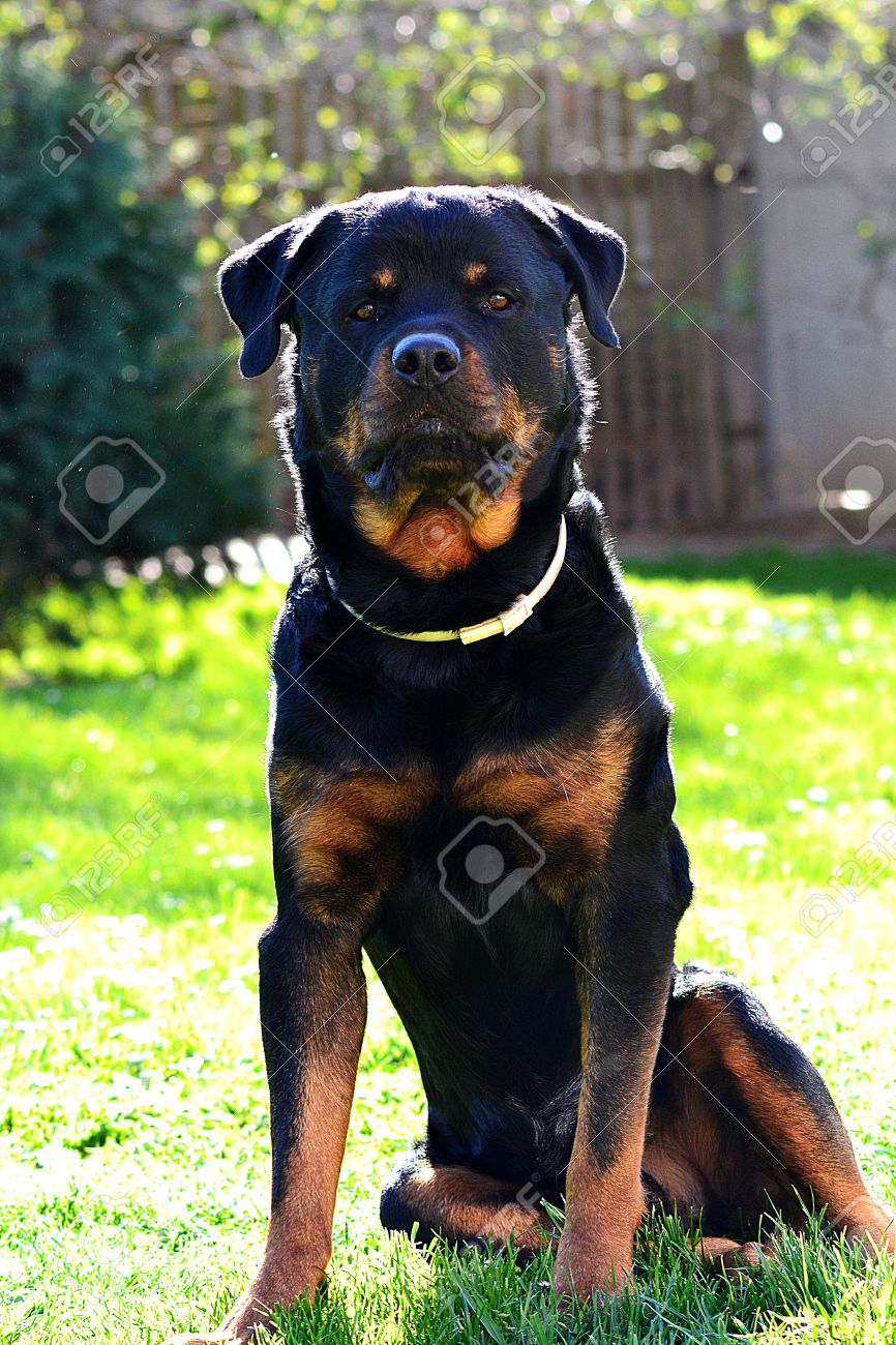 large rottweiler